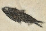 Eocene Fossil Fish (Knightia) - Wyoming #222832-1